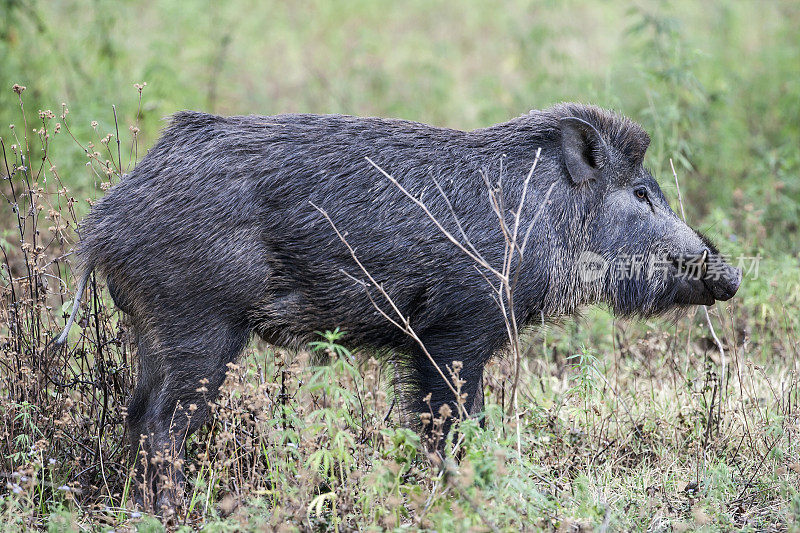 野猪(Sus scrofa)